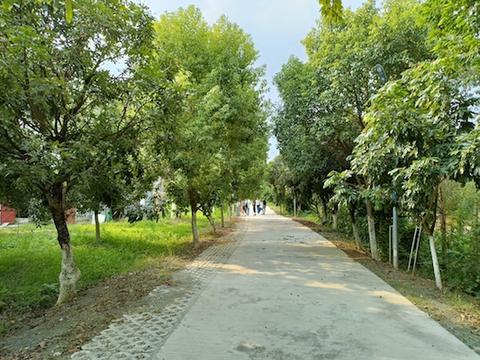紅嶺村村道寬闊整潔，綠樹成蔭.jpg
