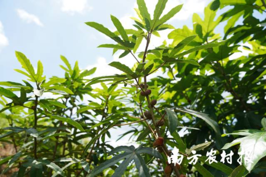 廣東河源，五指毛桃成致富“金手指”。