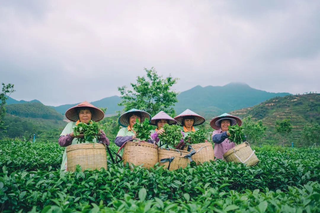 千萬人共享一個春天！來開平大沙，品嘗春天的第一縷茶香！